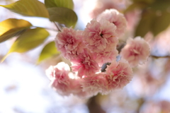 観音崎公園のお花４