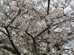 桜に白鷺　その1