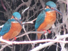 カワセミ　♡ビギナーズラック