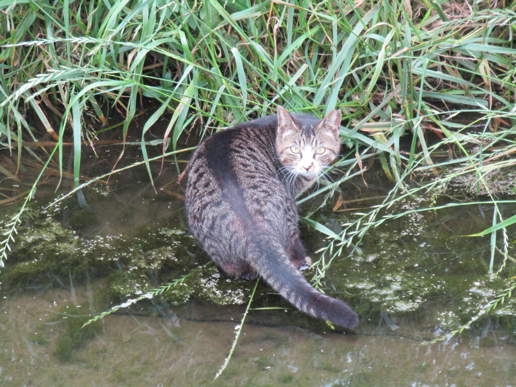 川を歩く猫