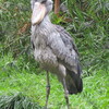 ハシビロコウ