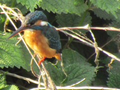 カワセミ♡夕陽を浴びて