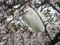 桜に白鷺　その2