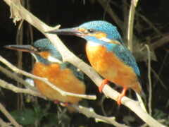 カワセミ　♡ビギナーズラック