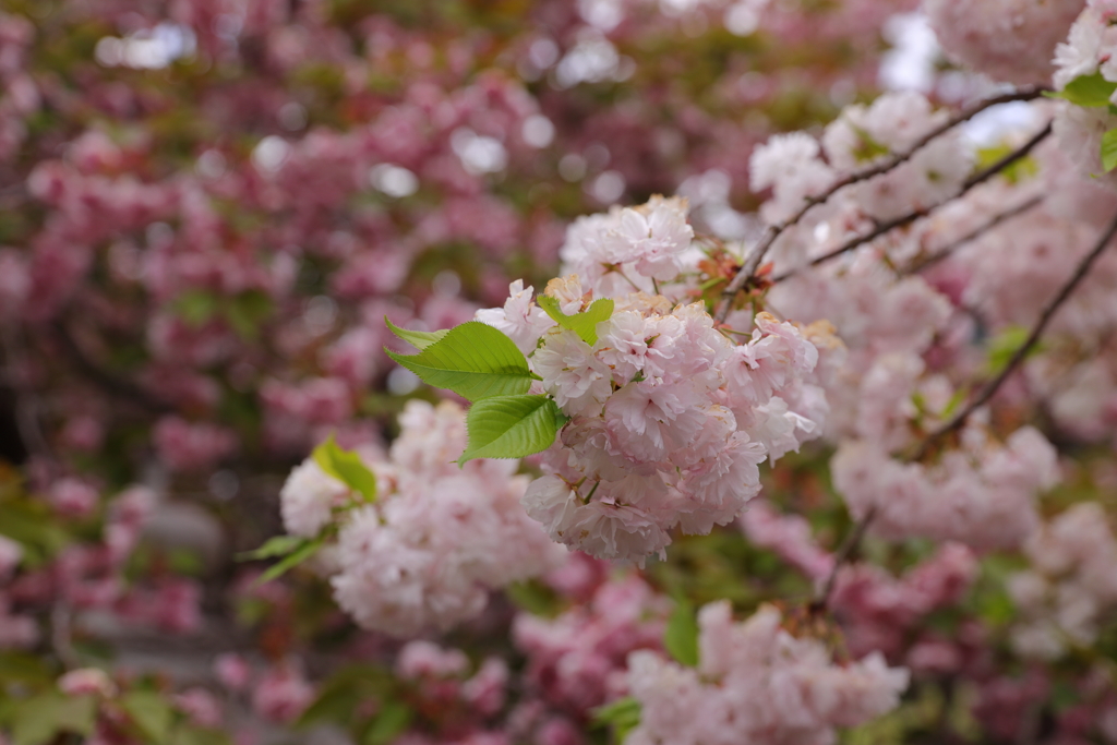 伊香具神社の八重桜