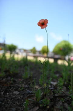 一輪の花