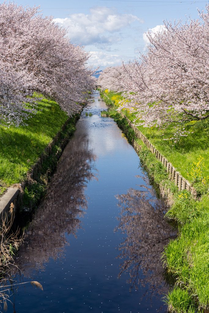 桜のリフレ狙い