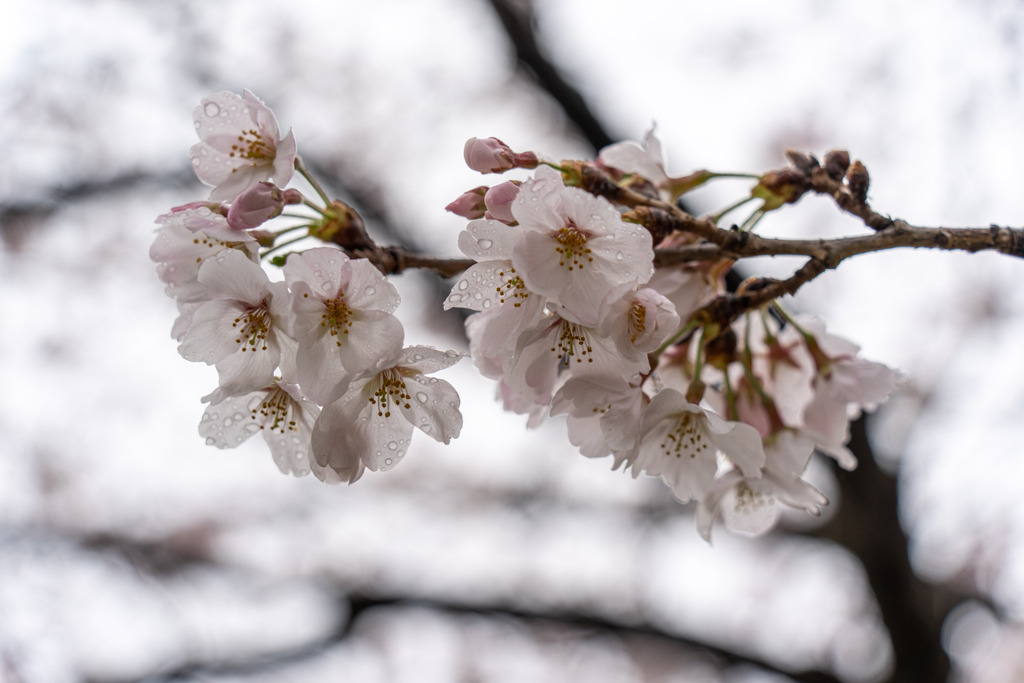 雨と桜