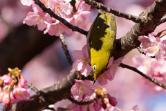 河津桜にメジロ