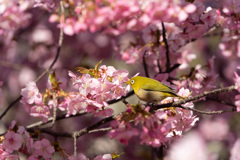 河津桜にメジロ