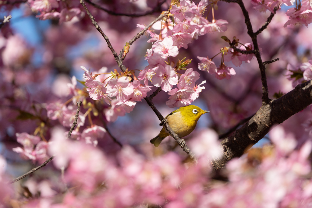 河津桜にメジロ