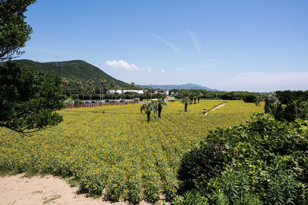 伊良湖のひまわり