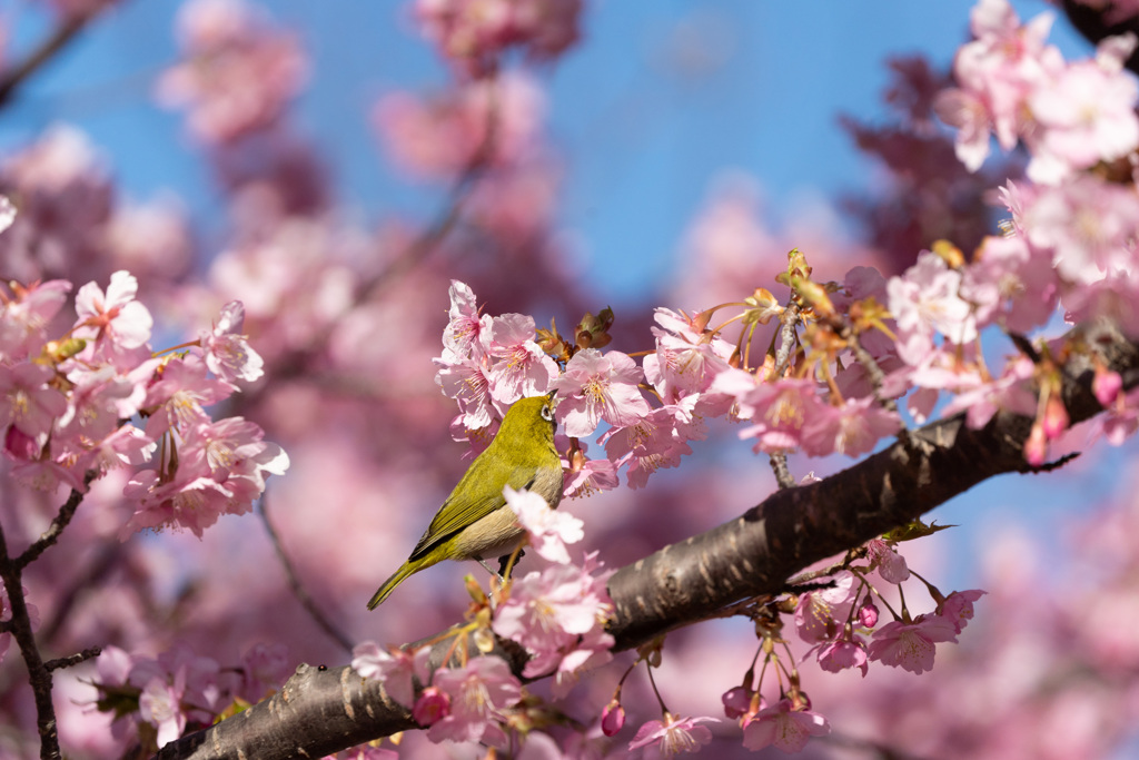 河津桜にメジロ