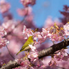 河津桜にメジロ