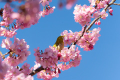 河津桜にメジロ