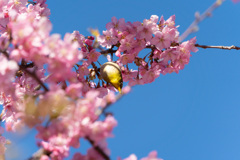 河津桜にメジロ