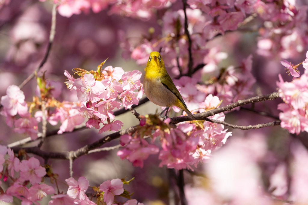 河津桜にメジロ