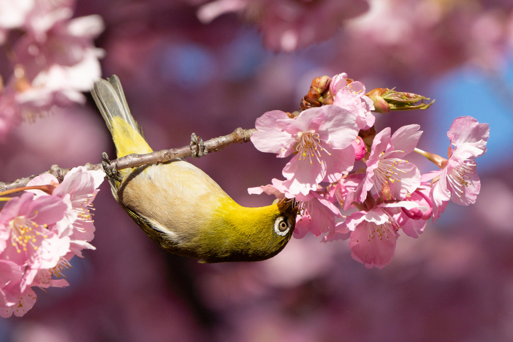 河津桜にメジロ