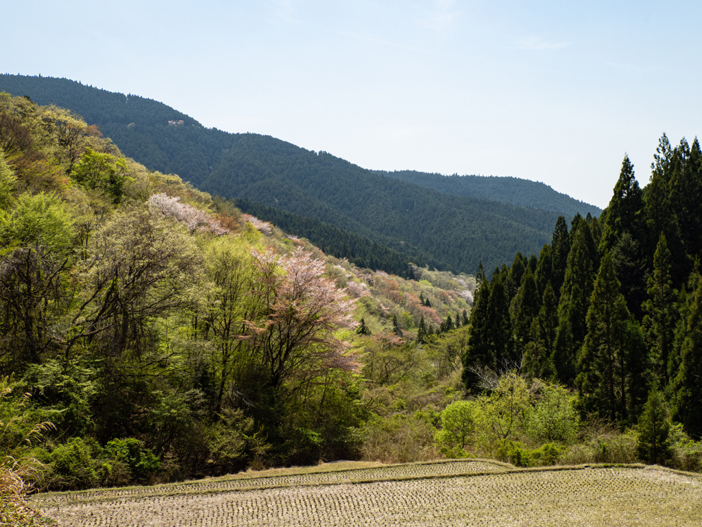 里山の春