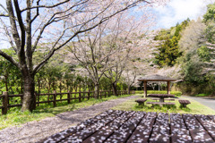 雨上がりの桜