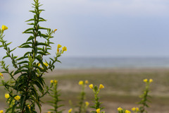 浜の花