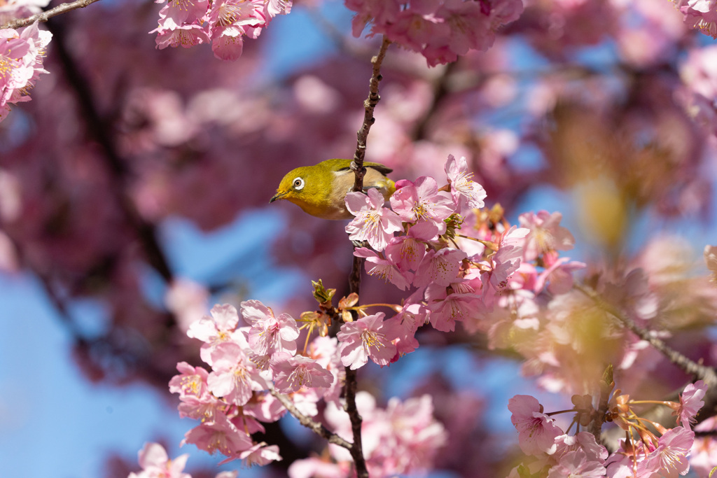 河津桜にメジロ