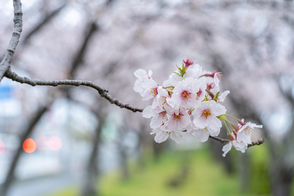 雨と桜