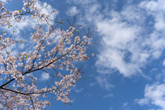 雨上がりの桜