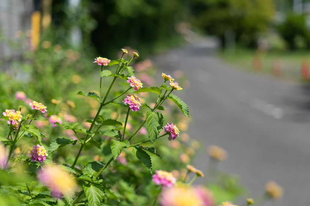 道端の花