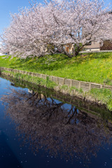 桜のリフレ狙い