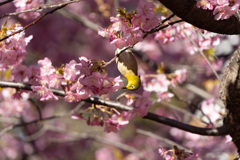 河津桜にメジロ