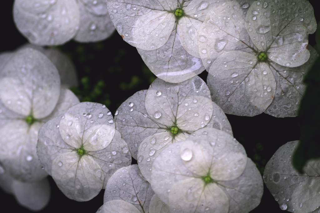 雨の一日