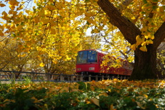 銀杏と名鉄電車