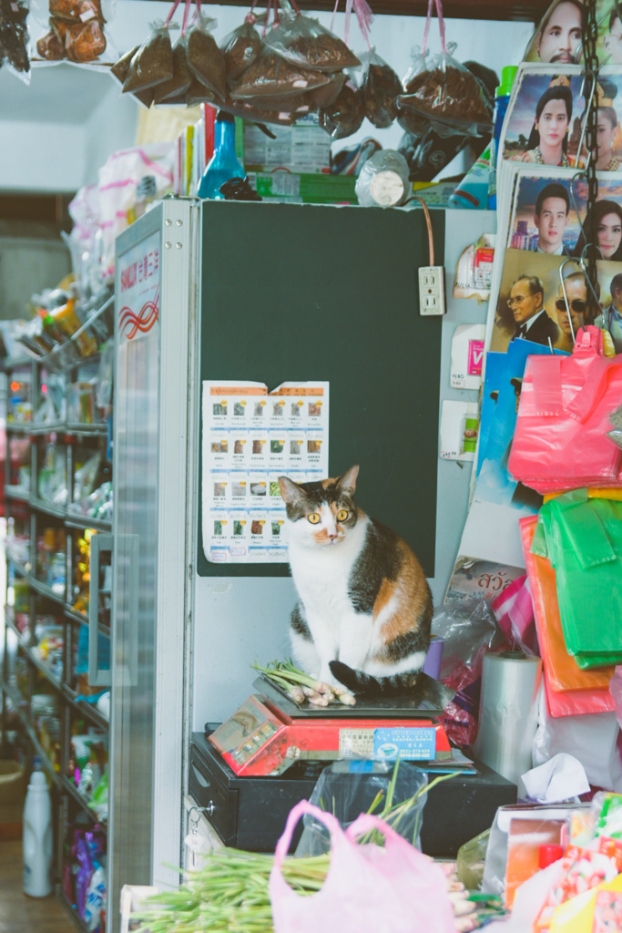 ネギを買えば猫をプレゼントしまーす