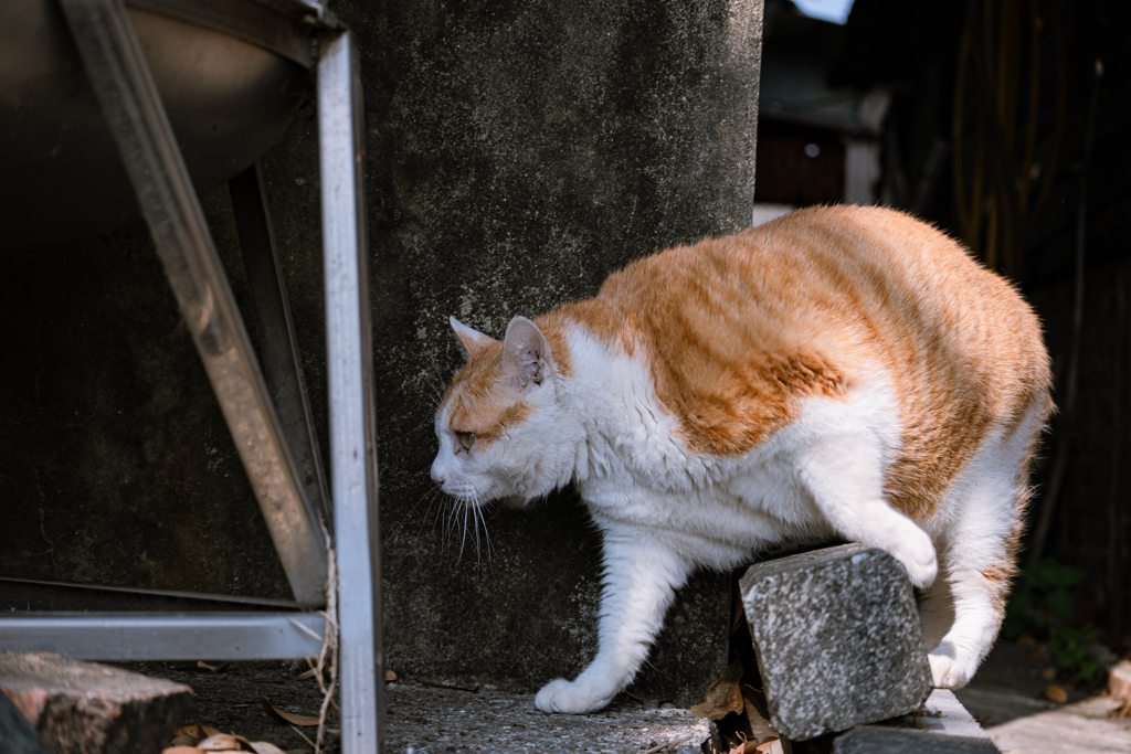 むらさきちゃん