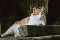 DSC_6865