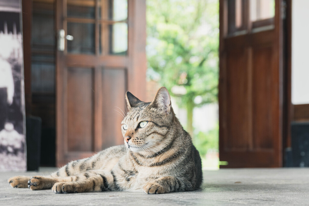 ねこ日和