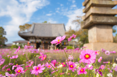 コスモス寺
