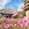 コスモス寺