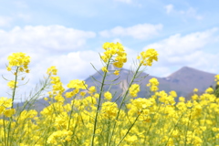 菜の花