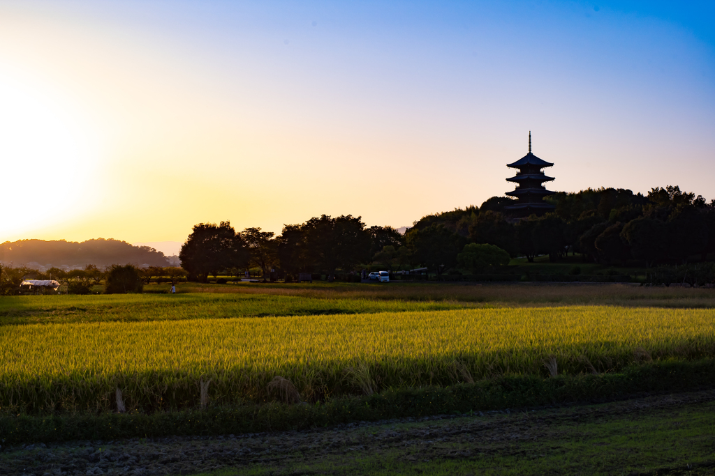 吉備路を歩いて-3　　夕日に輝く稲穂