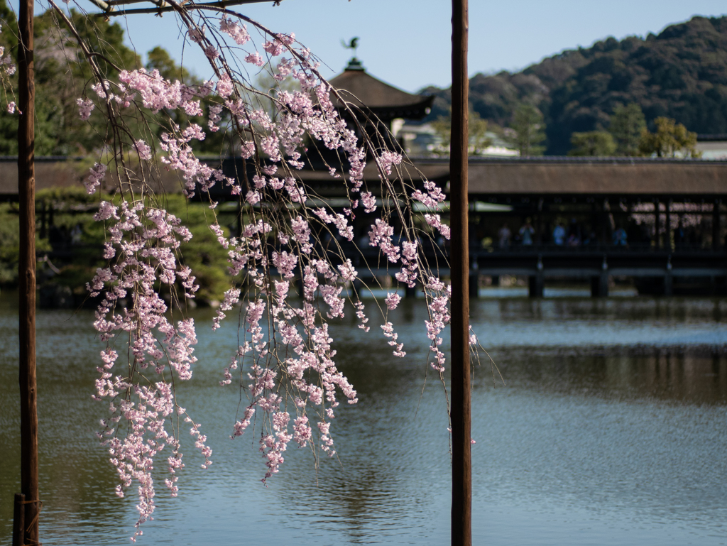 平安神宮の桜