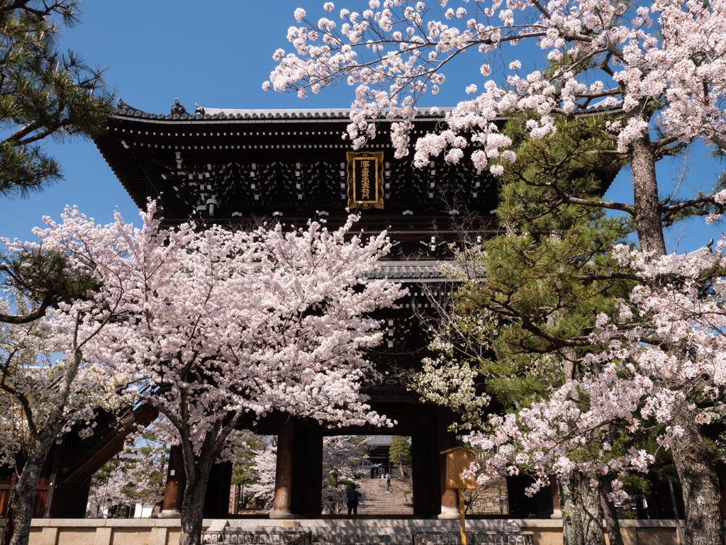 金戒光明寺の桜