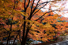 秋色の渓谷 2