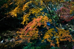 秋色の渓谷 1