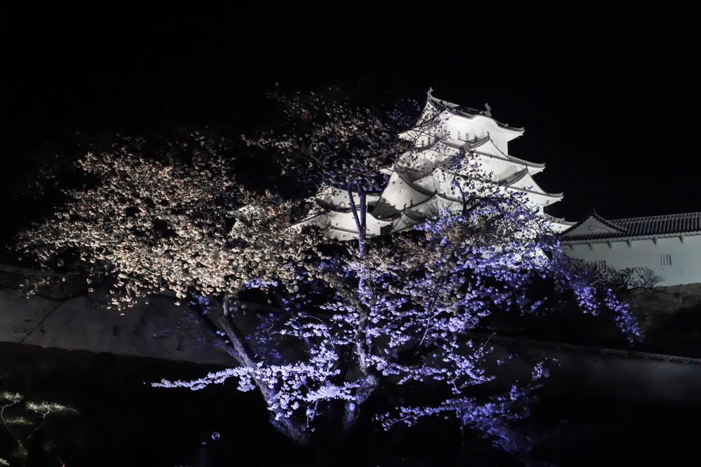 姫路城の夜桜