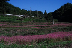 赤蕎麦の咲く段々畑2