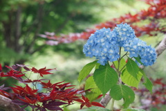 紫陽花　（花の山寺　普門寺）