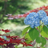 紫陽花　（花の山寺　普門寺）