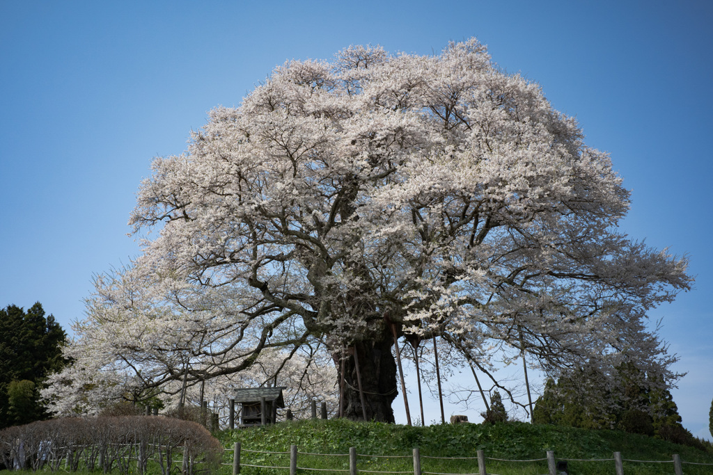 醍醐桜